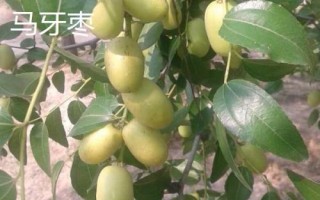 枣树品种介绍,月光枣脆嫩多汁、属于罕见的鲜食品种