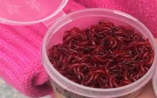 野钓可以用溪流竿吗，野钓实际上最适合用溪流竿