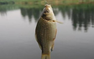 夜钓鲫鱼有什么技巧,饵料和钓具要选对