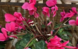 家中怎么水培仙客来，选择透明的玻璃瓶作为容器