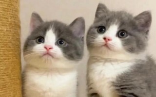 猫疱疹病毒感染的症状,通常会引起咳嗽、流鼻涕,眼睛红肿等