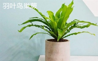 鸟巢蕨有哪些主要品种，有湾鸟巢蕨、羽叶鸟巢蕨等
