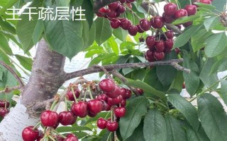 车厘子怎么种植,萌芽开花期、果实生长期都要追肥