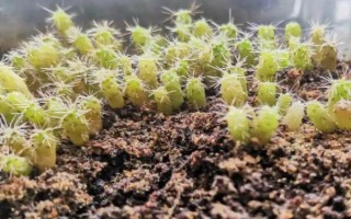 仙人球播种出苗后如何养护，出苗后就要确保足够的阳光条件