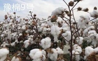 洮南棉花的品种介绍,各有特色