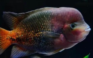 八线火口鱼好不好养,饲养难度不大