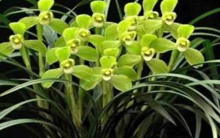 宋梅的病虫害类型与防治方法，包括霉菌病、介壳虫等种类