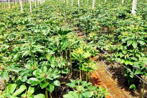 重楼种植误区，避免选错土壤、种植时间和管理方式