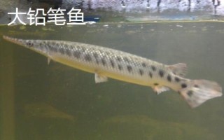 大铅笔鱼和小铅笔鱼能一起养吗,对环境要求不同尽量不要一起养