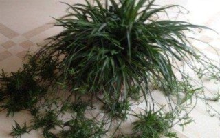 茂盛吊兰的修剪方式,要对其密集的枝叶进行疏剪