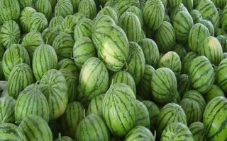 如何挑选好吃又甜的西瓜，表皮光滑、纹路清晰的西瓜口感通常较好