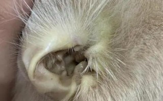 猫黄疸的原因，分为肝前性、肝性、肝后性