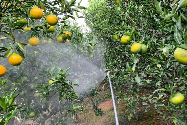 柑橘煤污病的发病特点，在叶片、枝梢及果实的表面有黑色的煤污斑