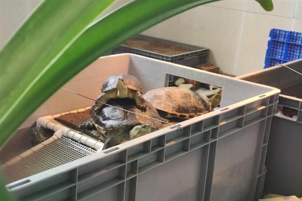 鳄龟的饲养方法，每隔7-10天消毒一次