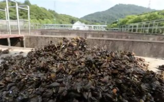 海瓜子怎么养殖，排干水塘再将种苗均匀撒在塘面上