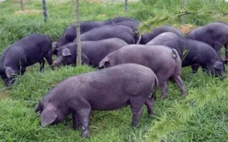 云南省的家畜与家禽地方品种，有六大名猪、名牛、名羊等