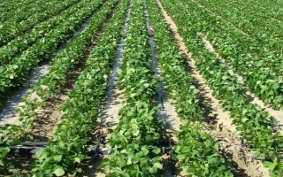 长农33大豆品种的特性，中晚熟品种