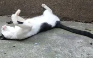 为什么猫咪喜欢在混凝土地面上打滚，可通过地面的温度来调节体温