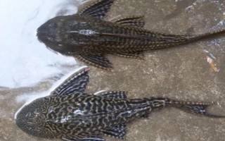 清道夫死亡的原因，可能是温度太低或水质偏碱等