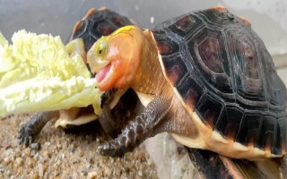 乌龟是不是每天都要喂食，幼龟每天都要喂一次