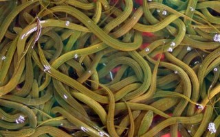 怎么诱捕黄鳝，一般可采用网捕、笼捕、聚捕等方法