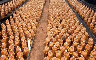 桑黄的种植技术,最佳的出菇温度在25-30℃之间