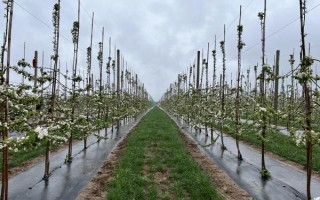 苹果怎么种，在秋冬季土壤封冻前种植