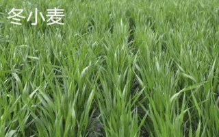 冬小麦主要分布在哪里,适合在暖和的地方种植