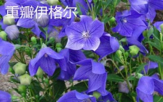 常见的洋桔梗品种介绍,品种众多各具特色