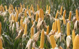 京科968玉米种子简介，4月下旬至5月上旬播种