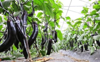 茄子顶部开裂的原因，浇水不均匀可能会导致