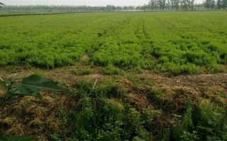 桔梗的种植方法，一般采用垄上栽培