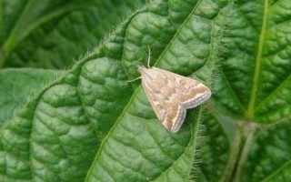 种丝瓜的方法，播种前先晒种2-3天