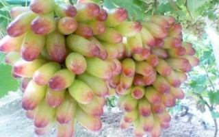 美人指葡萄套袋技术，需用好的品牌纸袋