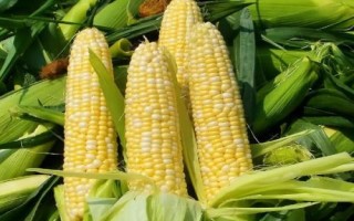 DK981玉米种子介绍,中抗大斑病