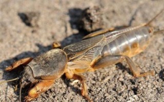 蝼蛄的防治方法，播种时可用辛硫磷、对硫磷等药剂做拌种处理