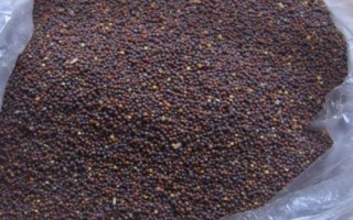 各类蔬菜种子的有效期，不同蔬菜种子有差异