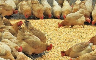 喂鸡用生米还是熟米饭,生米和熟米饭均可饲喂