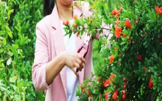 种植石榴怎么保花护果,人工授粉可增加坐果率