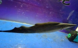 反天刀鱼好不好养，饲养难度较大