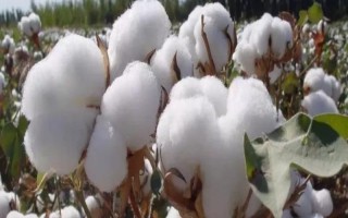 新陆早57号棉花品种的特性,其余在棉花生育期随水滴施