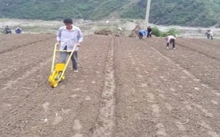 马铃薯晚疫病有什么症状，叶片发病会出现暗绿色水渍状斑点