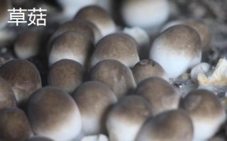 南方适合种植哪些菇类，竹荪、黑木耳、草菇等