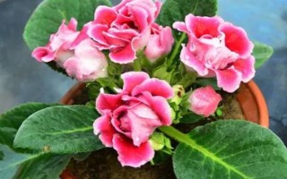 芙蓉花开放后如何处理,剪除残花和枯老枝可节省养分、避免发生病虫害