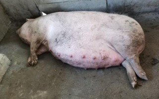 母猪的配种方法,可单次配种也可重复配种等