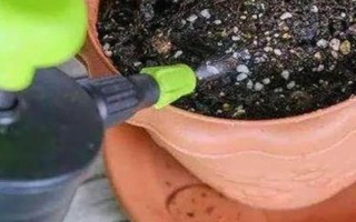 双腺藤如何养殖，春秋季可每隔2天浇一次水