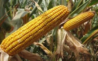 存玉35玉米种子特点，适宜在4月下旬至5月上旬播种