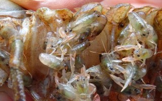 小龙虾的繁殖期，全年都可以进行繁殖活动