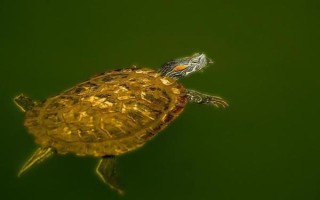 巴西龟冬眠苏醒的时间，一般在次年的3-4月份逐渐苏醒