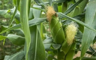 友玉717玉米品种的特性，全生育期130天